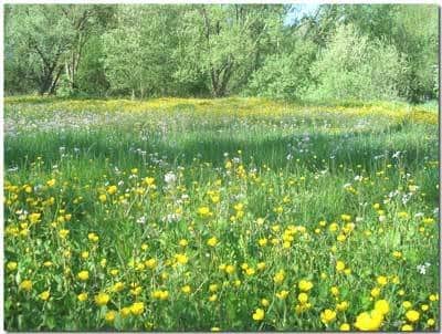 G_pim_32_1581763707