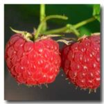framboise.jpg